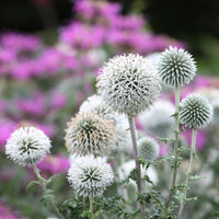 Echinops bannaticus star frost - Kogeldistel 'Star Frost' - 