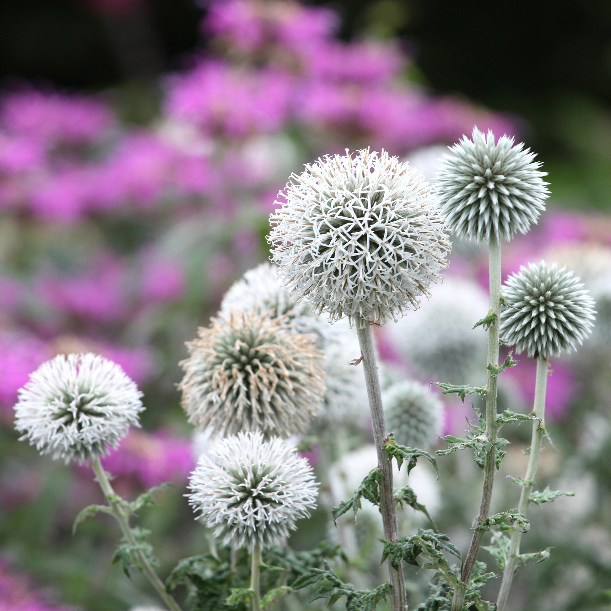 Echinops bannaticus star frost - Kogeldistel 'Star Frost' - 