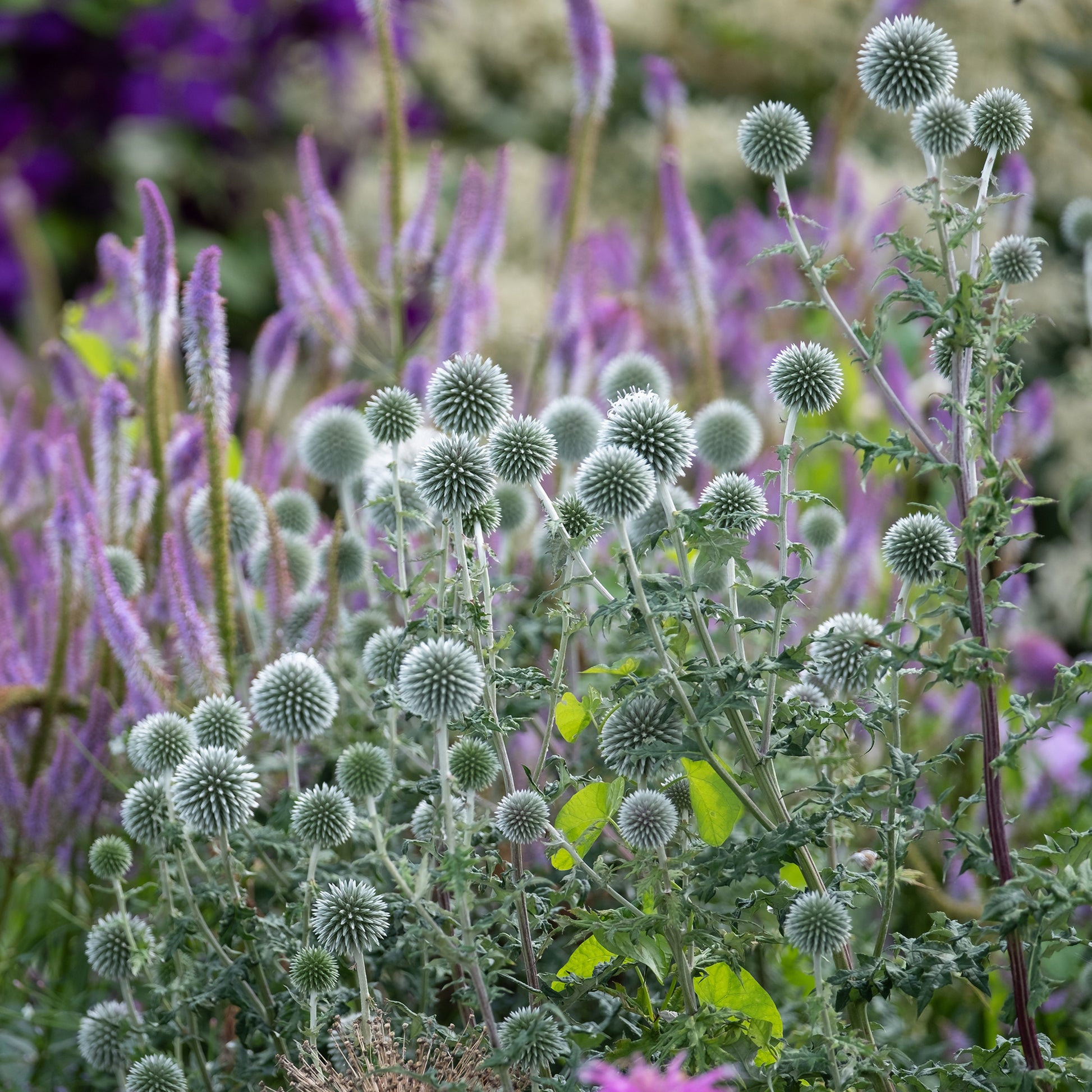  - Kogeldistel 'Star Frost' - Echinops bannaticus star frost