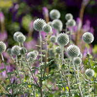 Kogeldistel 'Star Frost' - Echinops bannaticus star frost - Bakker