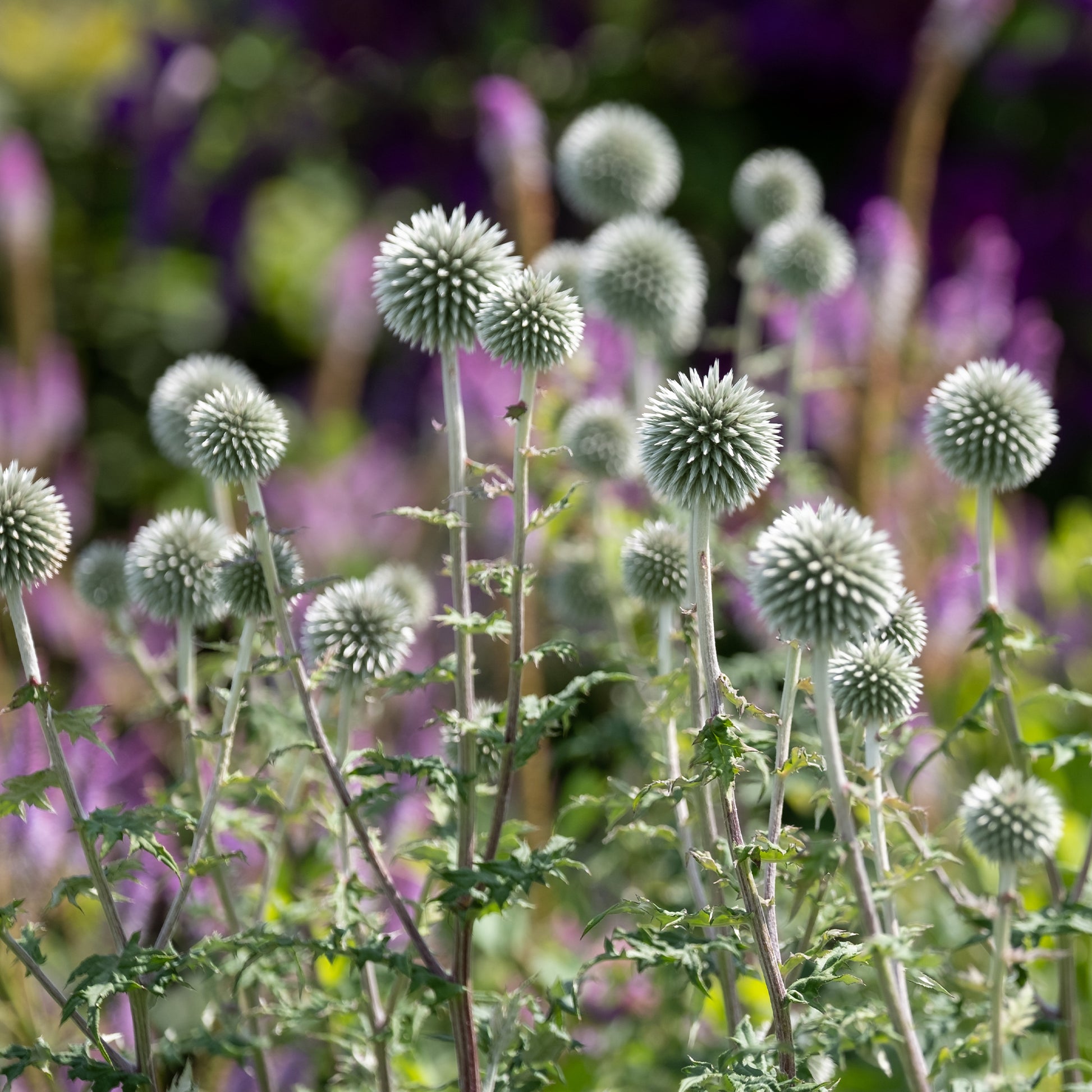 Kogeldistel 'Star Frost' - Echinops bannaticus star frost - Bakker