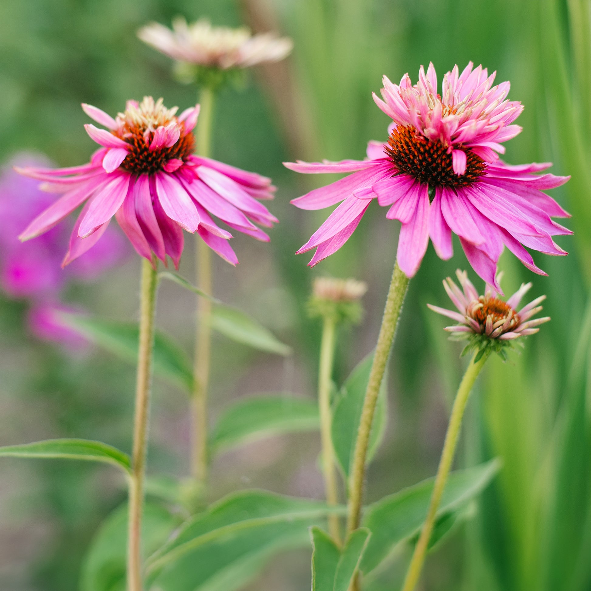 Zonnehoed pourpre Double-Decker - Echinacea purpurea double-decker - Bakker