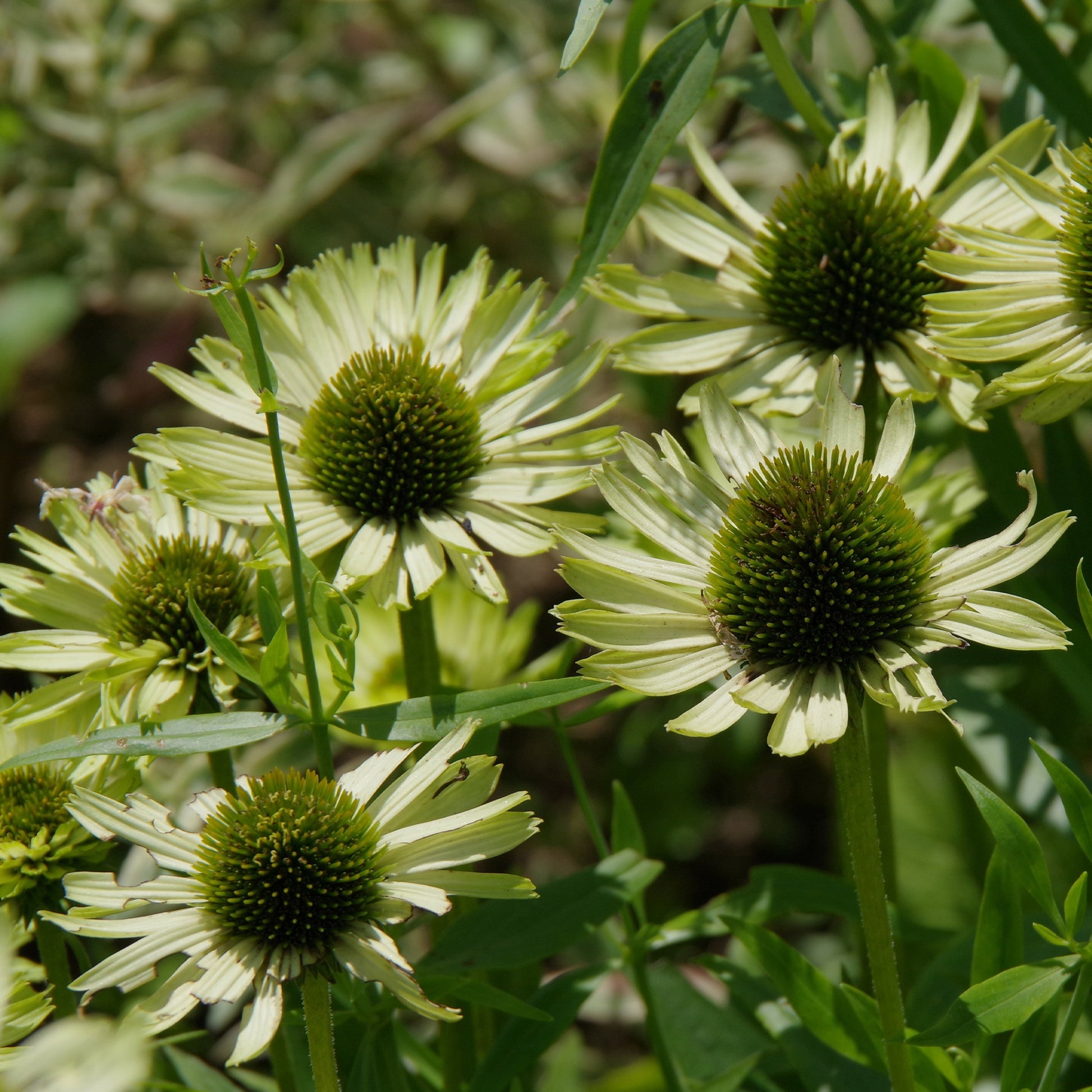 Zonnehoed 'Green Jewel' - Echinacea purpurea green jewel - Bakker