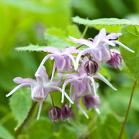 Grootbloemige elfenbloemen - Epimedium grandiflorum - Bakker
