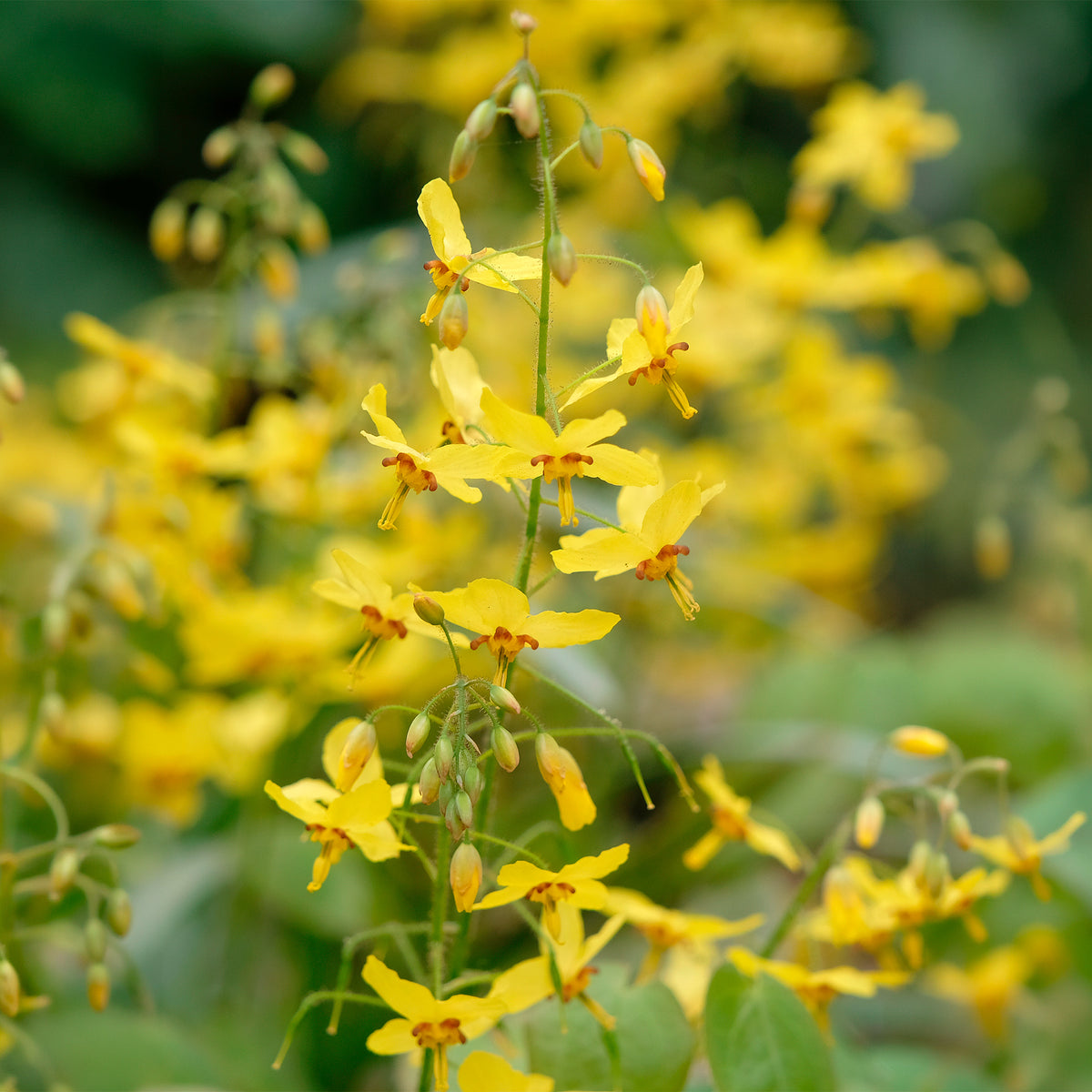 Elfenbloem Frohnleiten