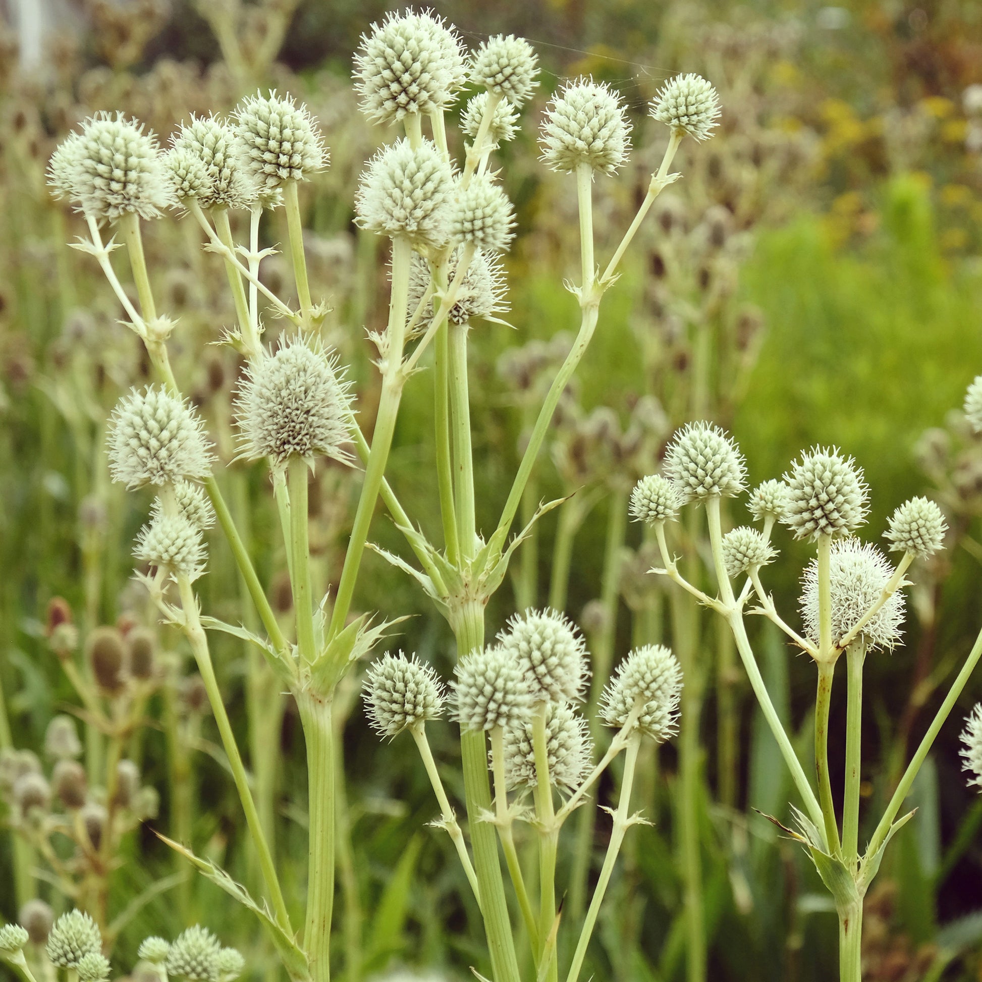 Eryngium planum blue hobbit - Yuccabladige Kruisdistel - Kruisdistel