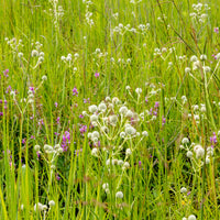 Yuccabladige Kruisdistel - Eryngium planum blue hobbit - Bakker