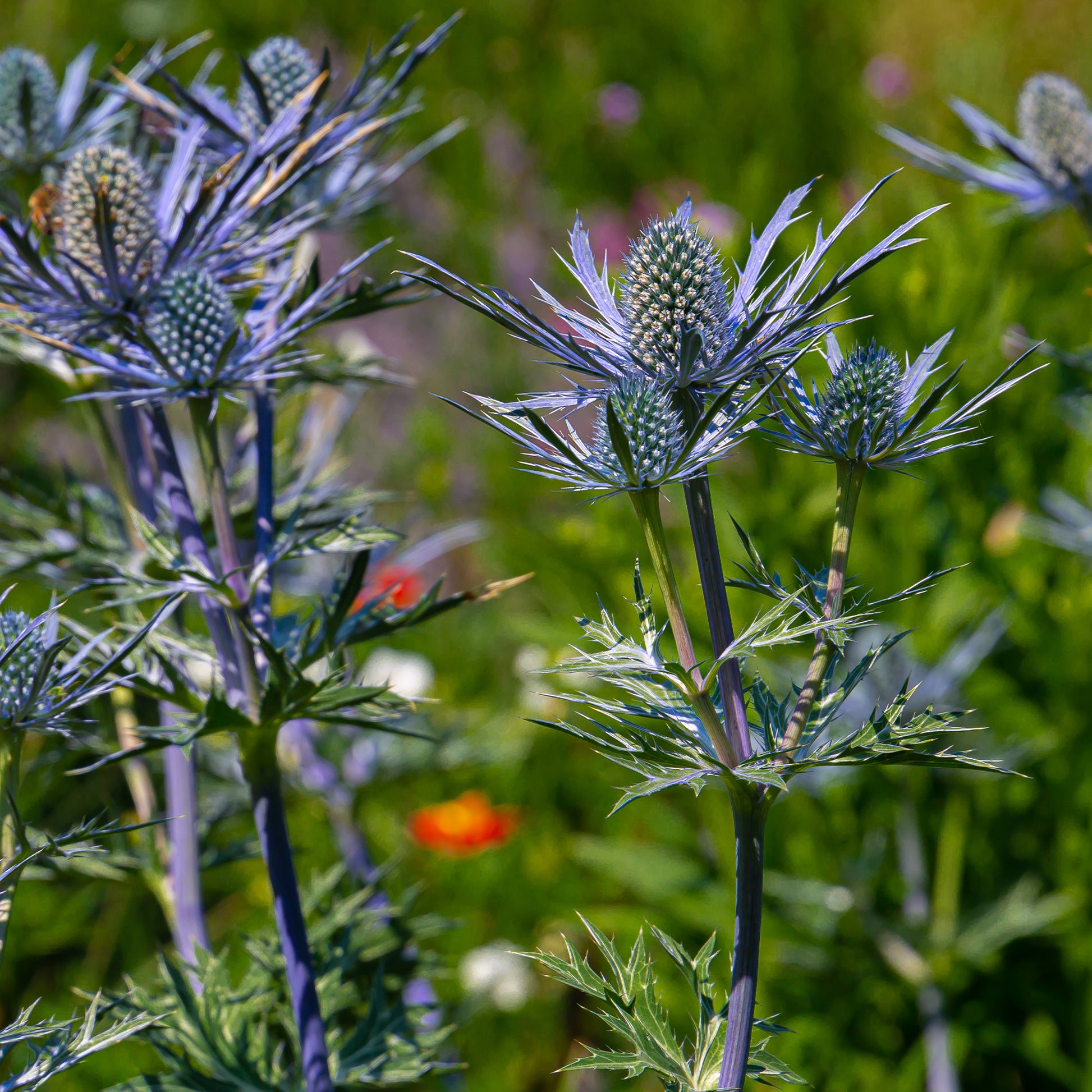 Blauwe zeedistel 'Lapis Blue' - Eryngium yuccifolium - Bakker