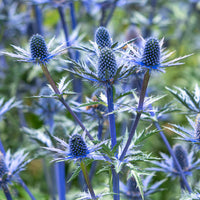 Eryngium zabelii big blue - Kruisdistel 'Big Blue' - Kruisdistel