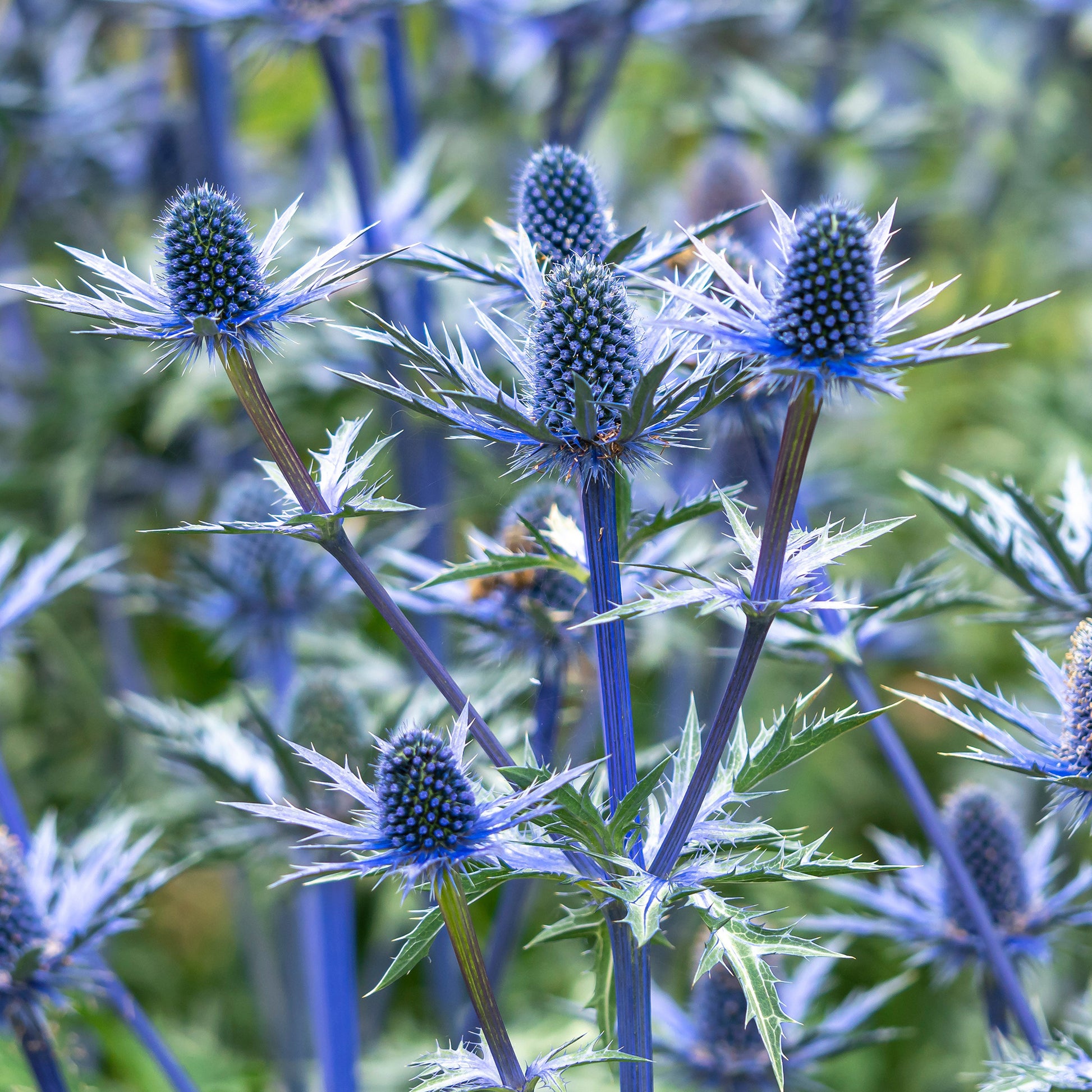 Eryngium zabelii big blue - Kruisdistel 'Big Blue' - Kruisdistel