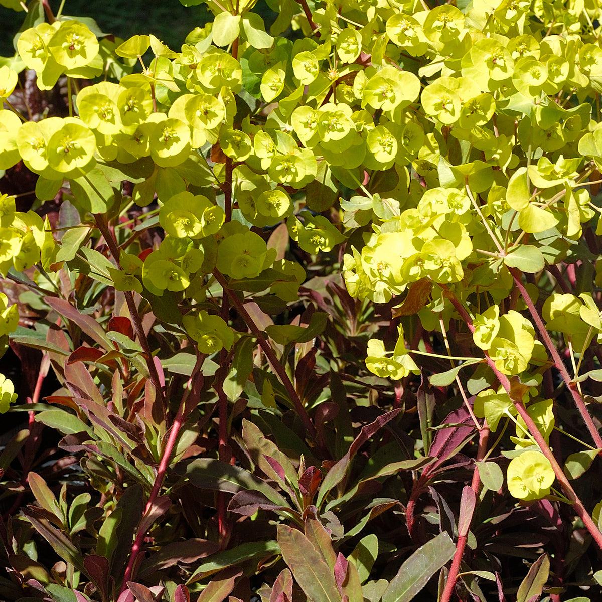 Euphorbia amygdaloides purpurea - Wolfsmelk 'Purpurea' - Wolfsmelk