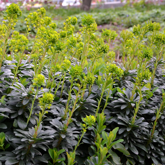 Wolfsmelk Mrs. Robb - Bakker