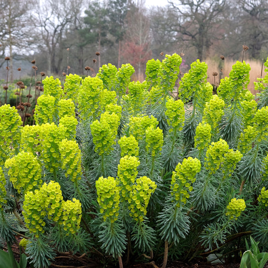 Wolfsmelk Blue Wonder - Bakker