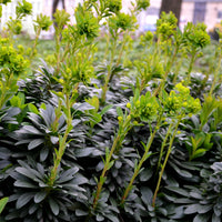 Amandelwolfsmelk - Euphorbia characias tasmanian tiger - Bakker