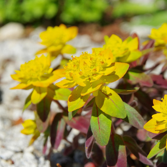 Kleurige wolfsmelk 'Purpurea' - Bakker