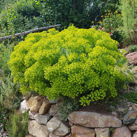 Wolfsmelk Sibérie - Bakker