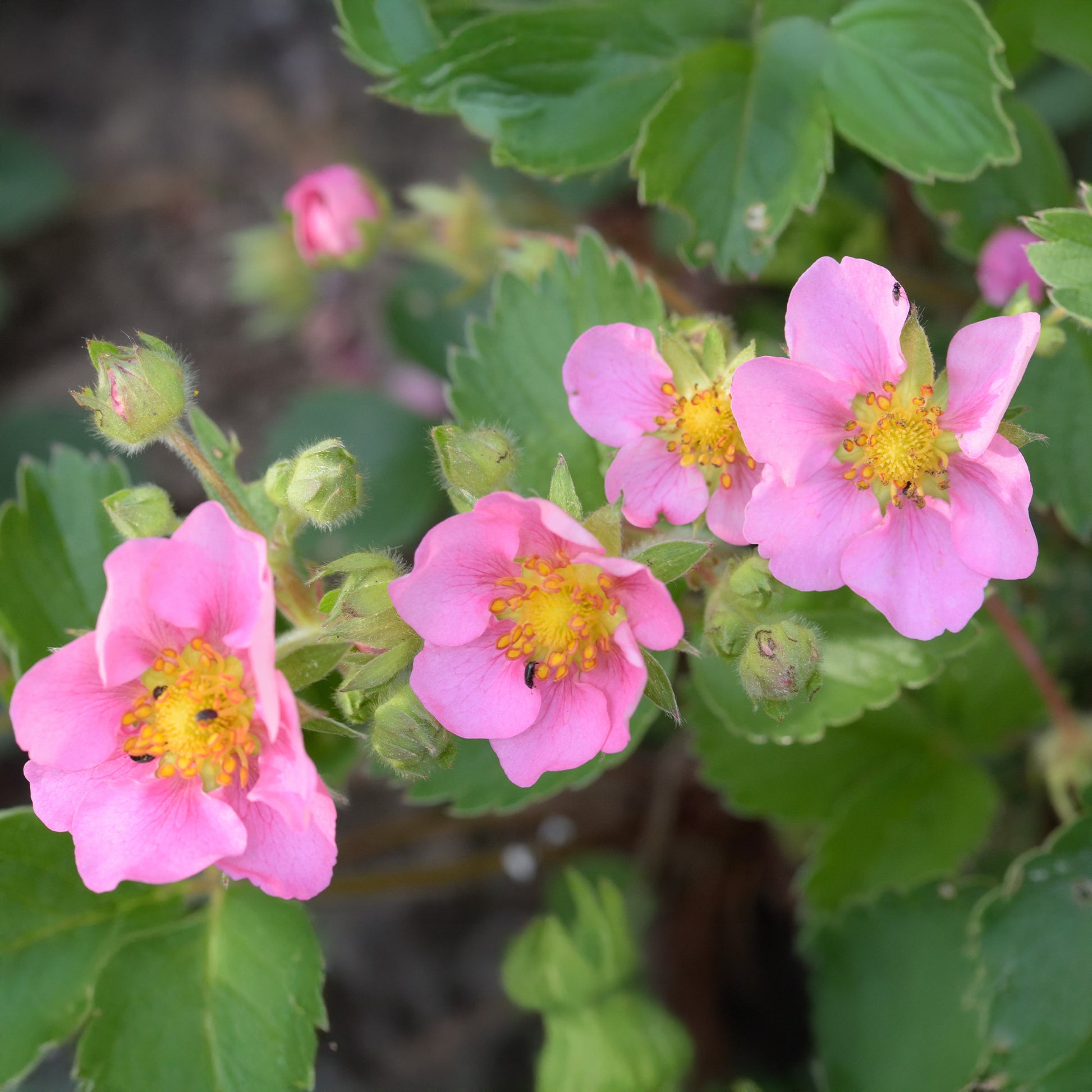 Verkoop Sieraardbei Pink Panda - Fragaria comarum Pink Panda