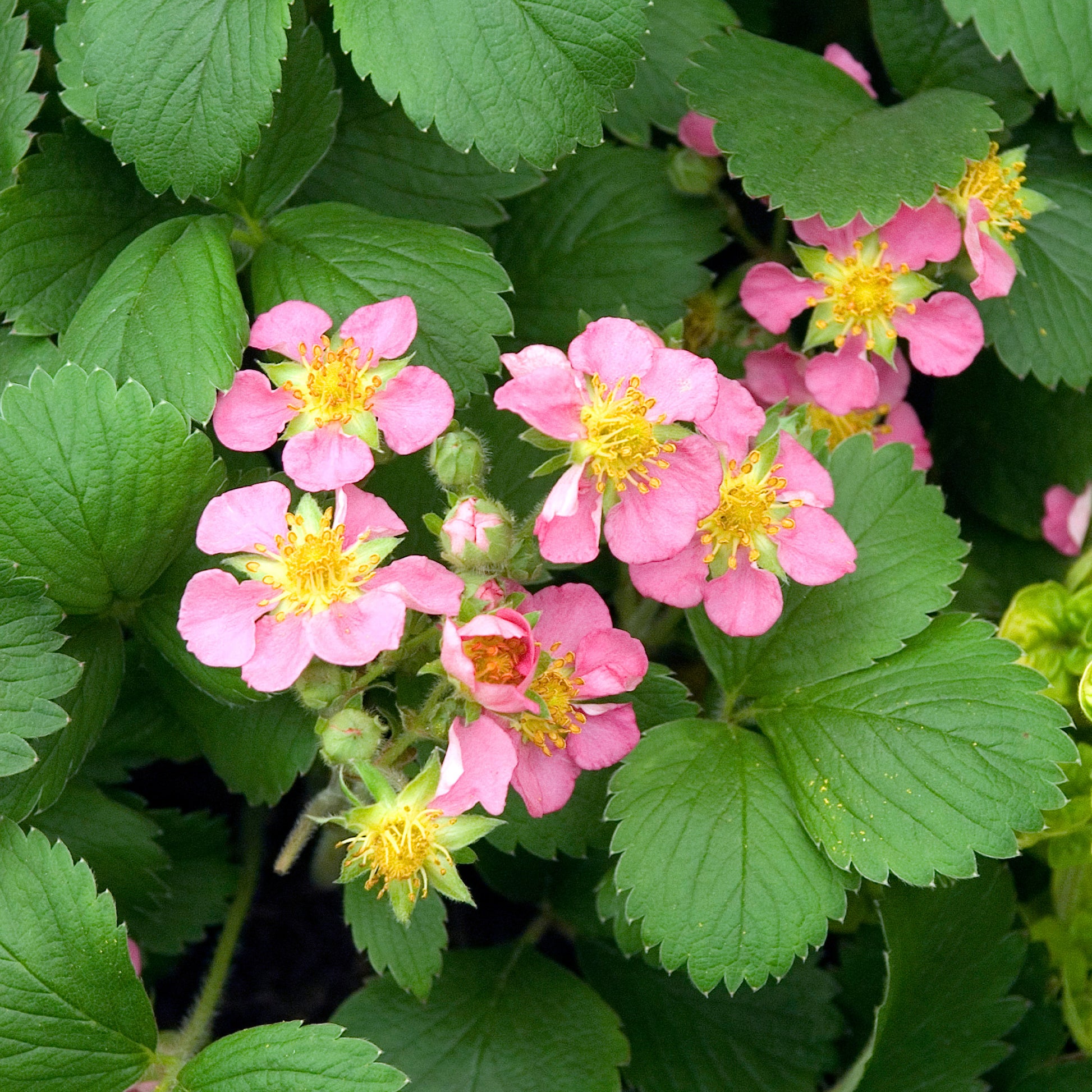 Sieraardbei Pink Panda - Fragaria comarum Pink Panda - Bakker