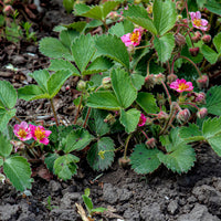 Aardbei - Sieraardbei Pink Panda - Fragaria comarum Pink Panda