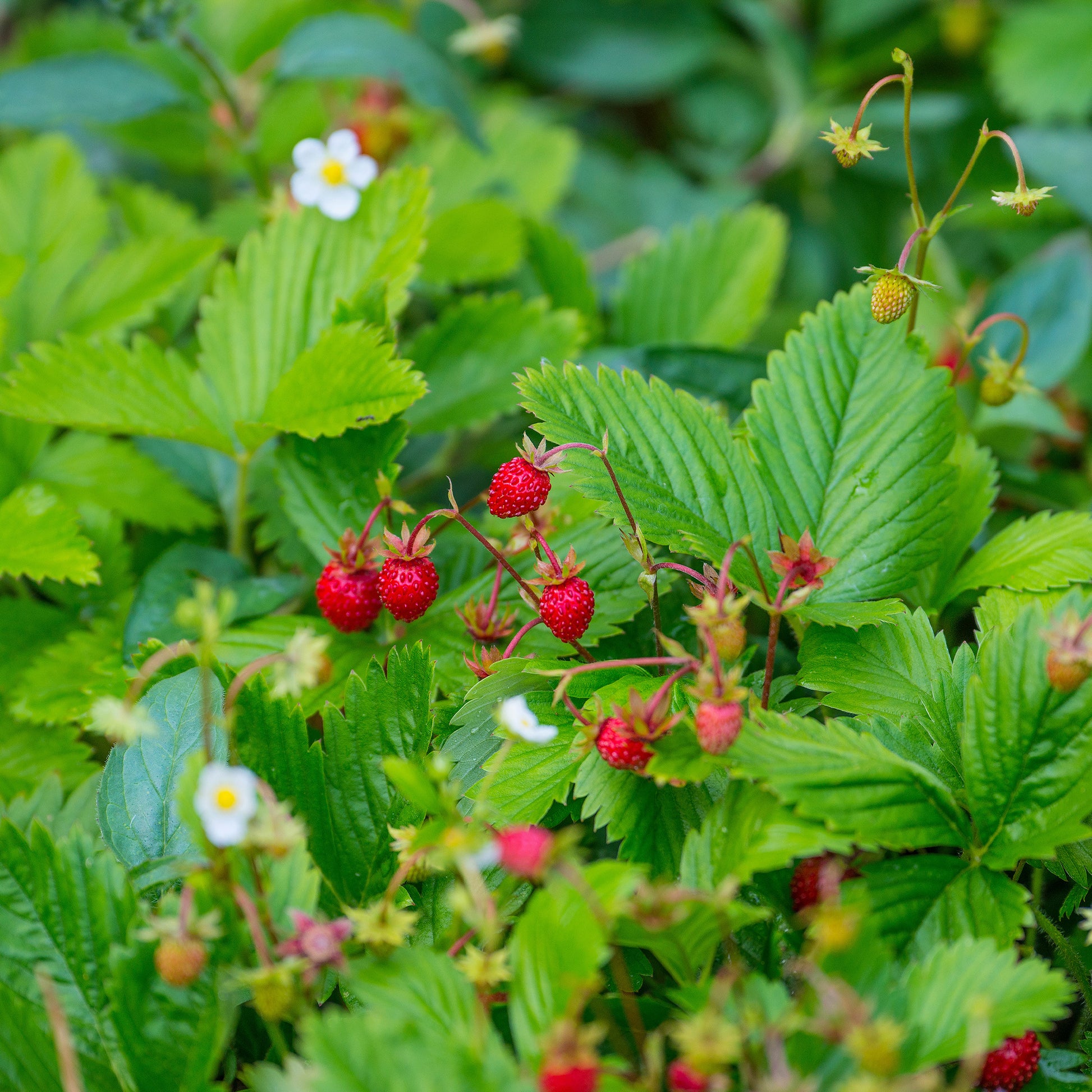 Bosaardbei - Fragaria vesca - Bakker