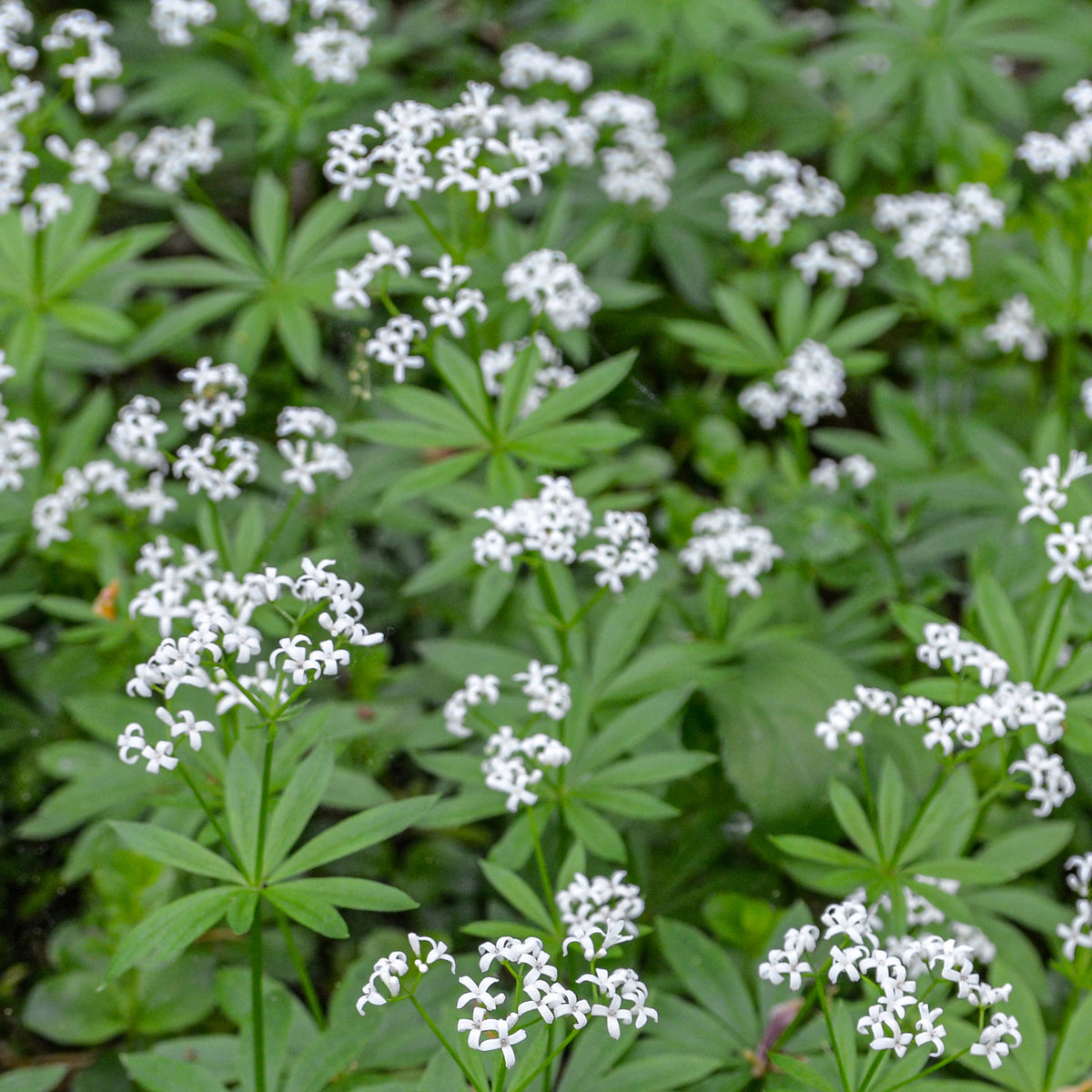 Lievevrouwebedstro - Galium odoratum - Bakker