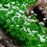Bodembedekkers - Lievevrouwebedstro - Galium odoratum