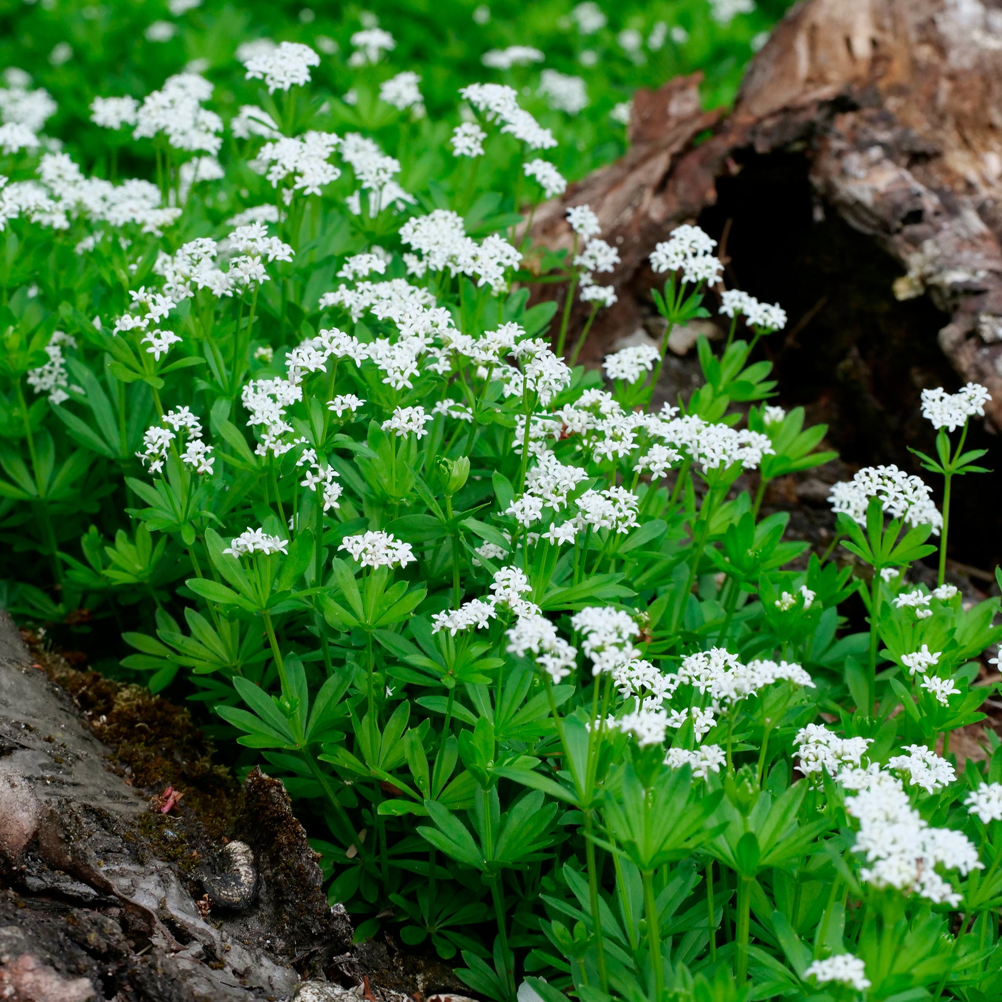Bodembedekkers - Lievevrouwebedstro - Galium odoratum