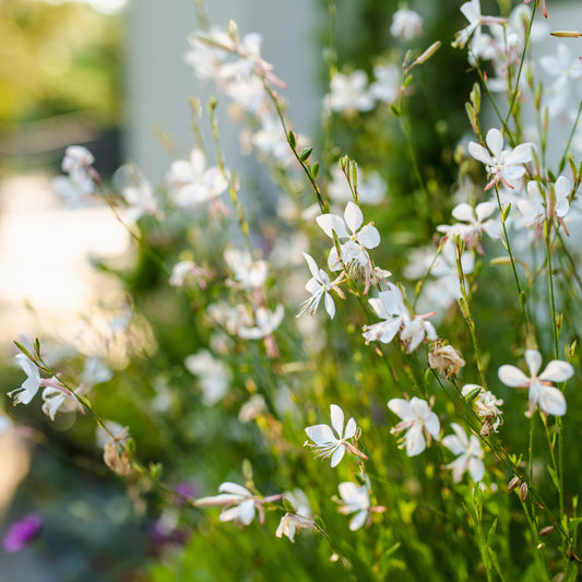 Prachtkaars 'Snowstorm' - Bakker