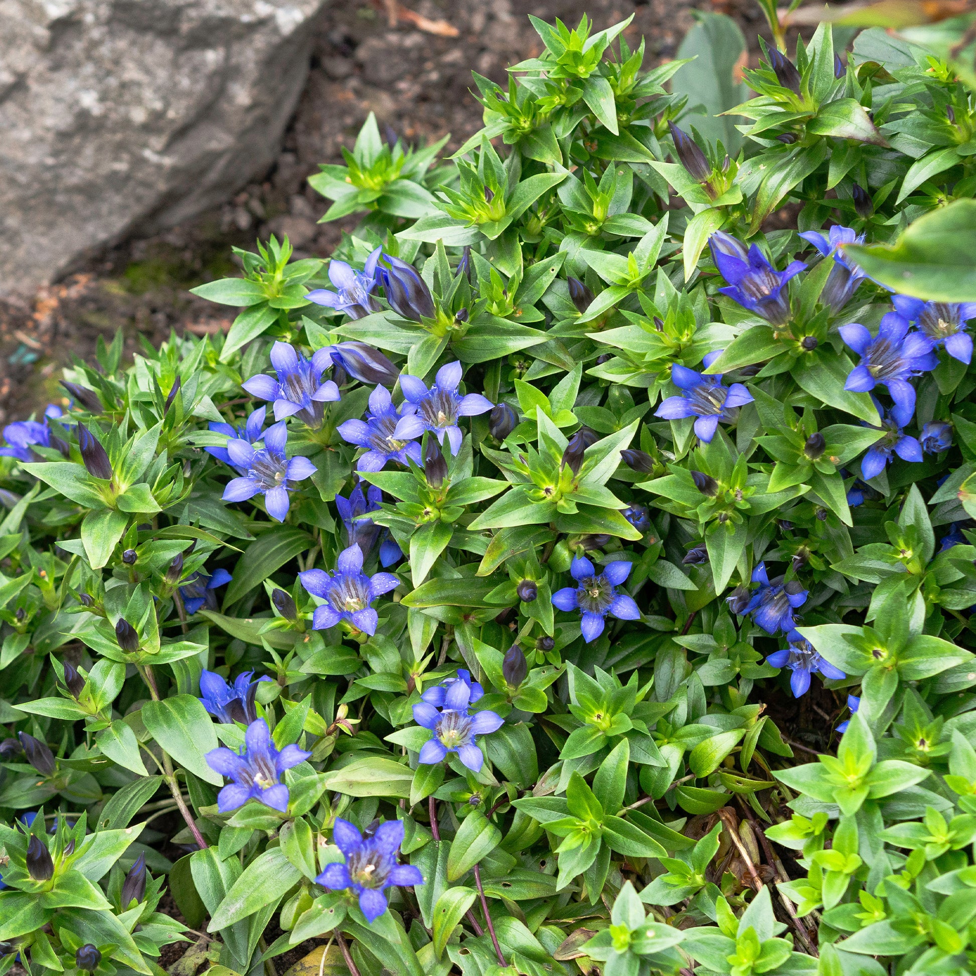 Bloeiende vaste planten - Herfstgentiaan - Gentiana septemfida