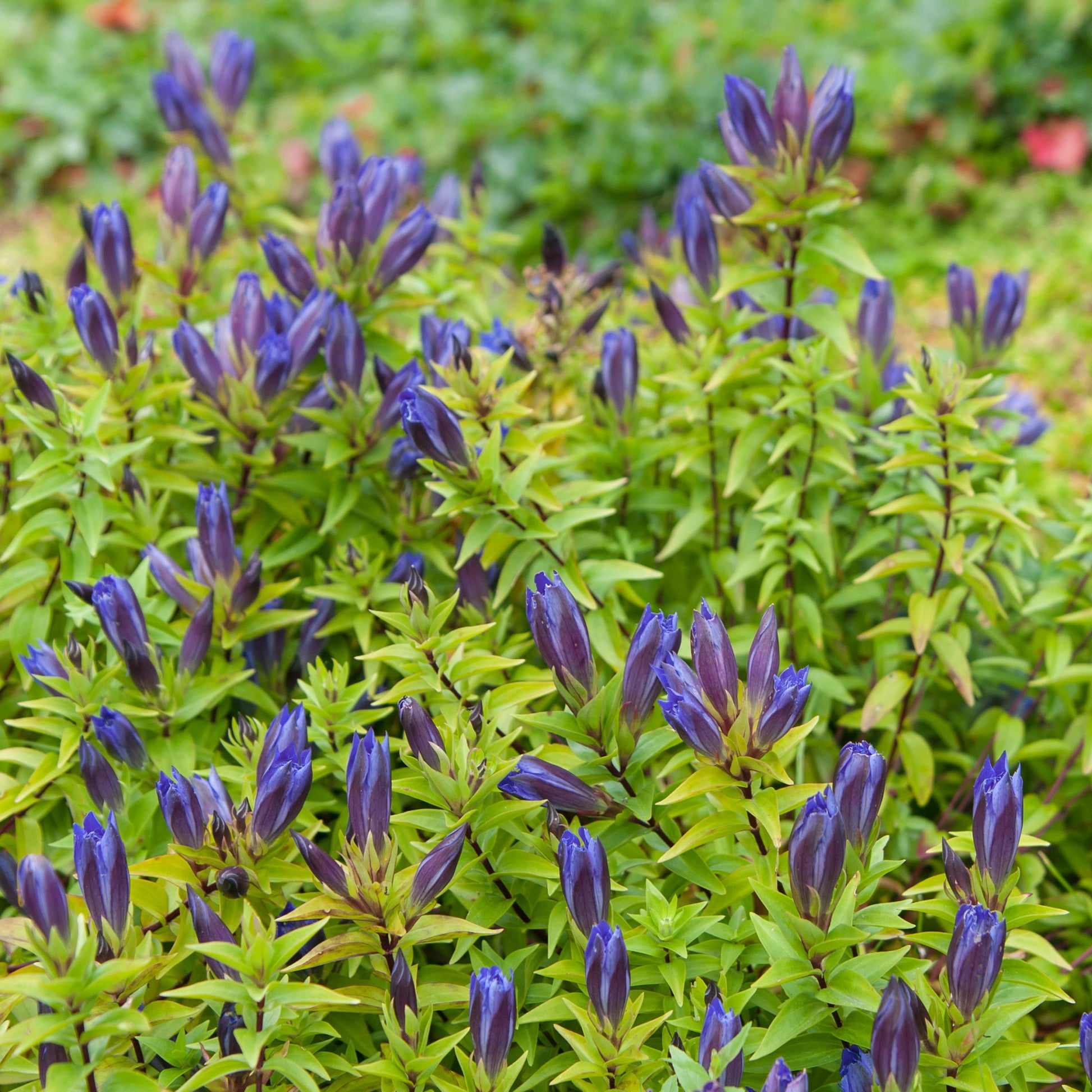 Gentiana septemfida - Herfstgentiaan - Bloeiende vaste planten