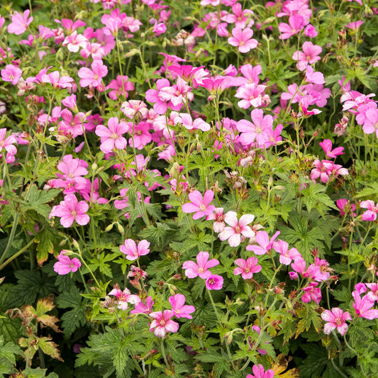 Ooievaarsbek d'Endress - Bakker