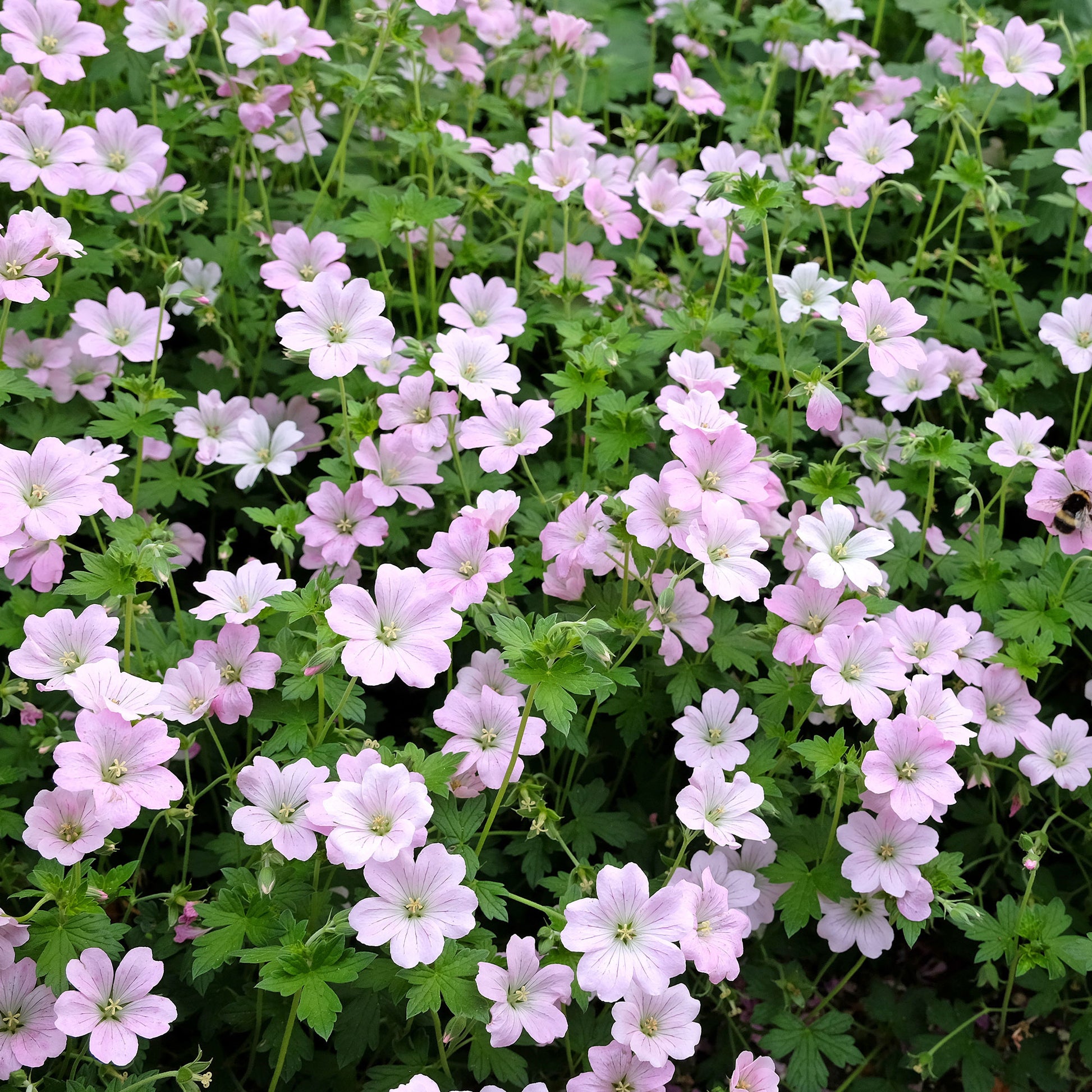 Ooievaarsbek Dreamland - Geranium bremdream dreamland - Bakker