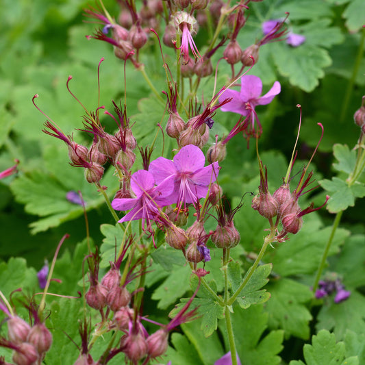Ooievaarsbek Czakor - Bakker