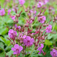 Ooievaarsbek Czakor - Geranium macrorrhizum Czakor - Bakker