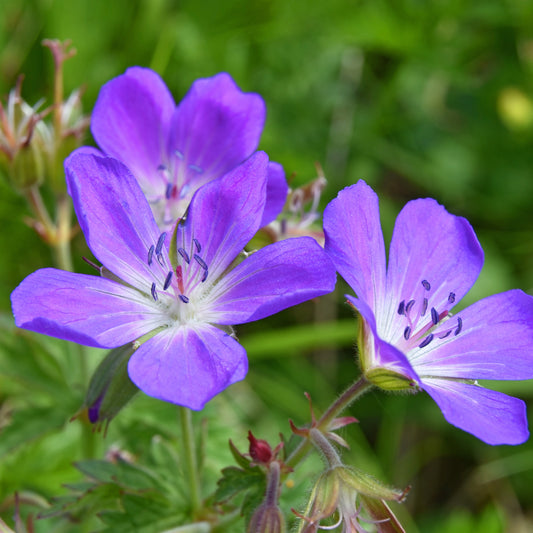 Ooievaarsbek - Bakker