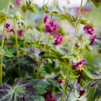 Geranium phaeum samobor - Donkere ooievaarsbek Samobor - Geraniums