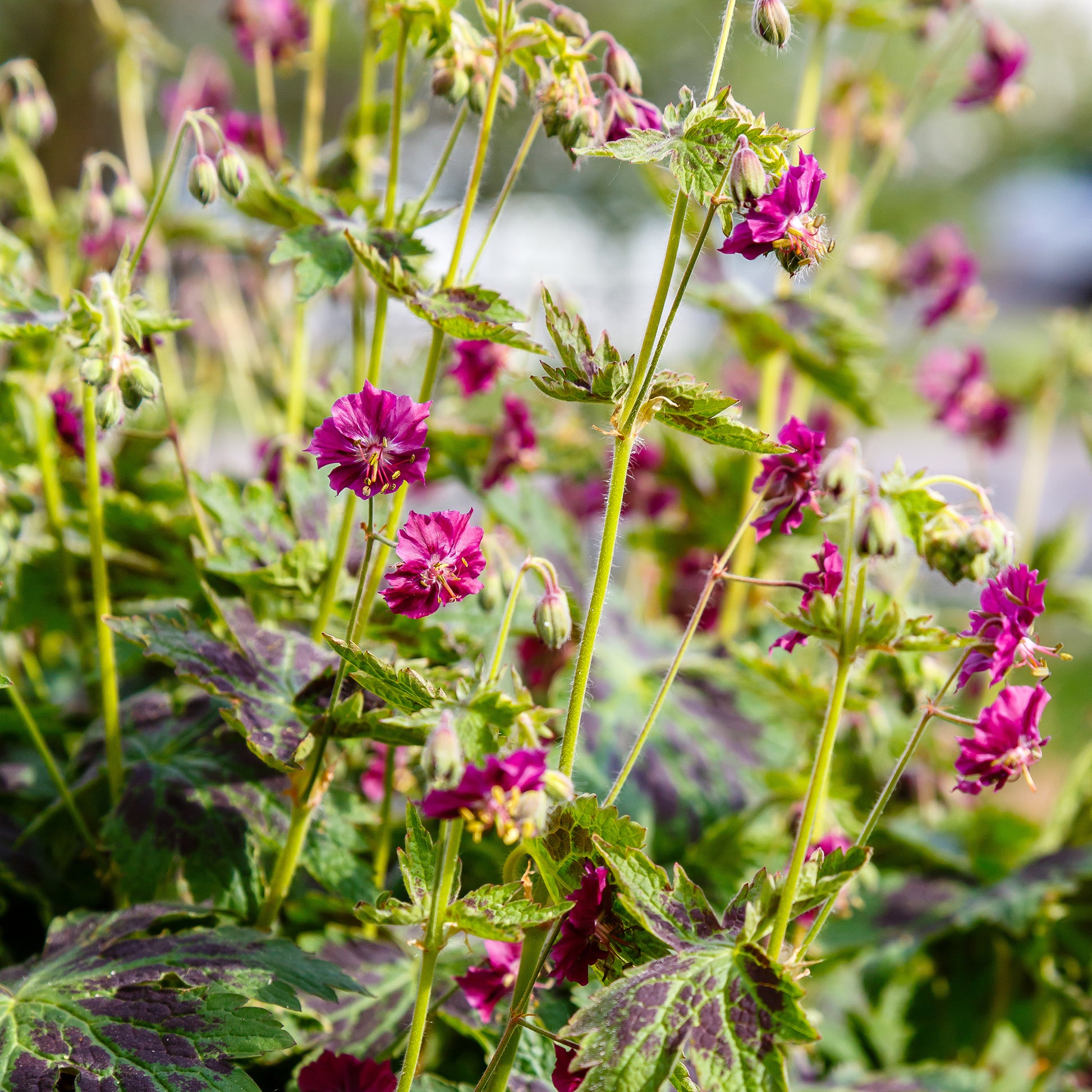 Donkere ooievaarsbek Samobor - Geranium phaeum samobor - Bakker