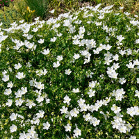 Bloedooievaarsbek Album - Geranium sanguineum Album - Bakker