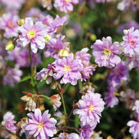 Beemdooievaarsbek Summer Skies - Bakker