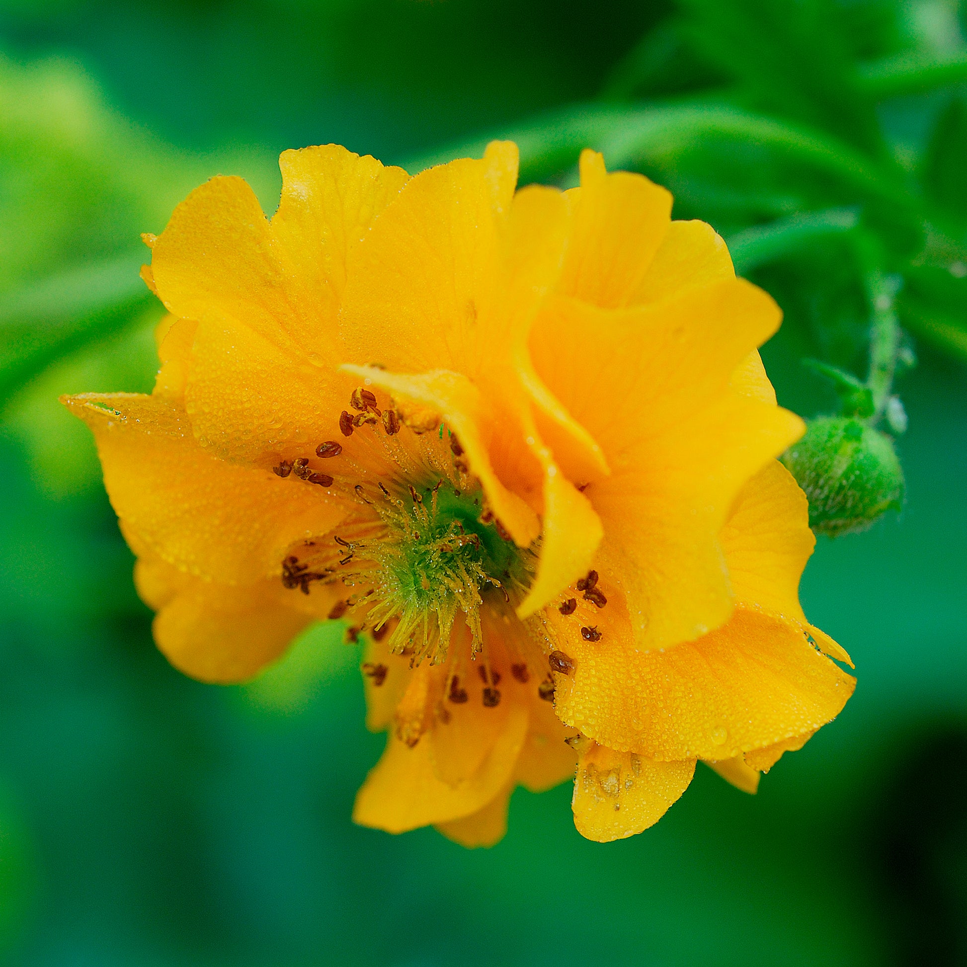 Nagelkruid Lady Stratheden - Geum chiloense Lady Stratheden - Bakker