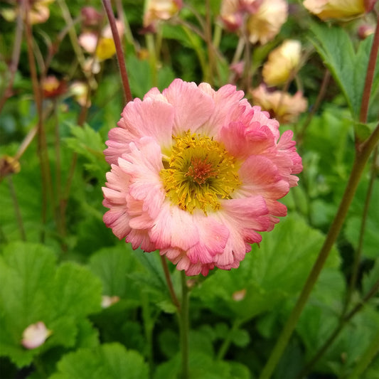 Nagelkruid Mai Tai - Bakker