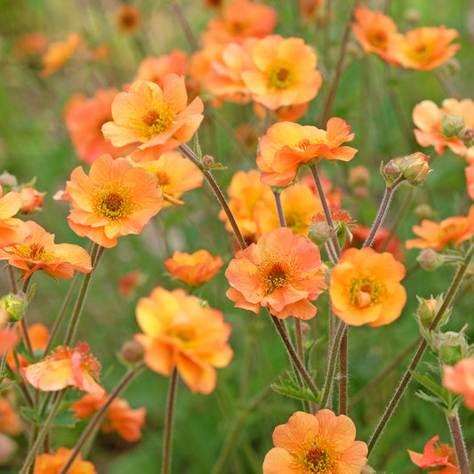 Nagelkruid Prinses Juliana - Bakker