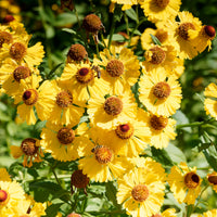 Zonnekruid Pumilum Magnificum - Helenium autumnale Pumilum Magnificum - Bakker