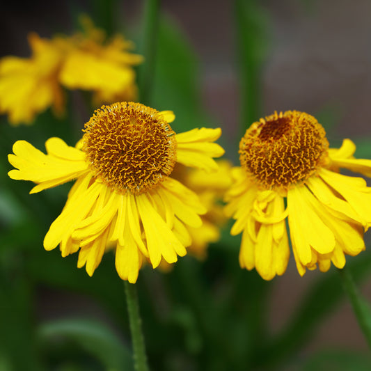 Zonnekruid Pumilum Magnificum - Bakker