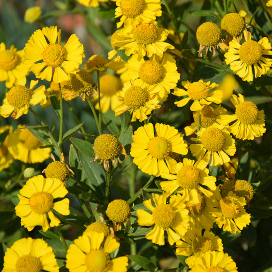 Zonnekruid Kanaria - Bakker