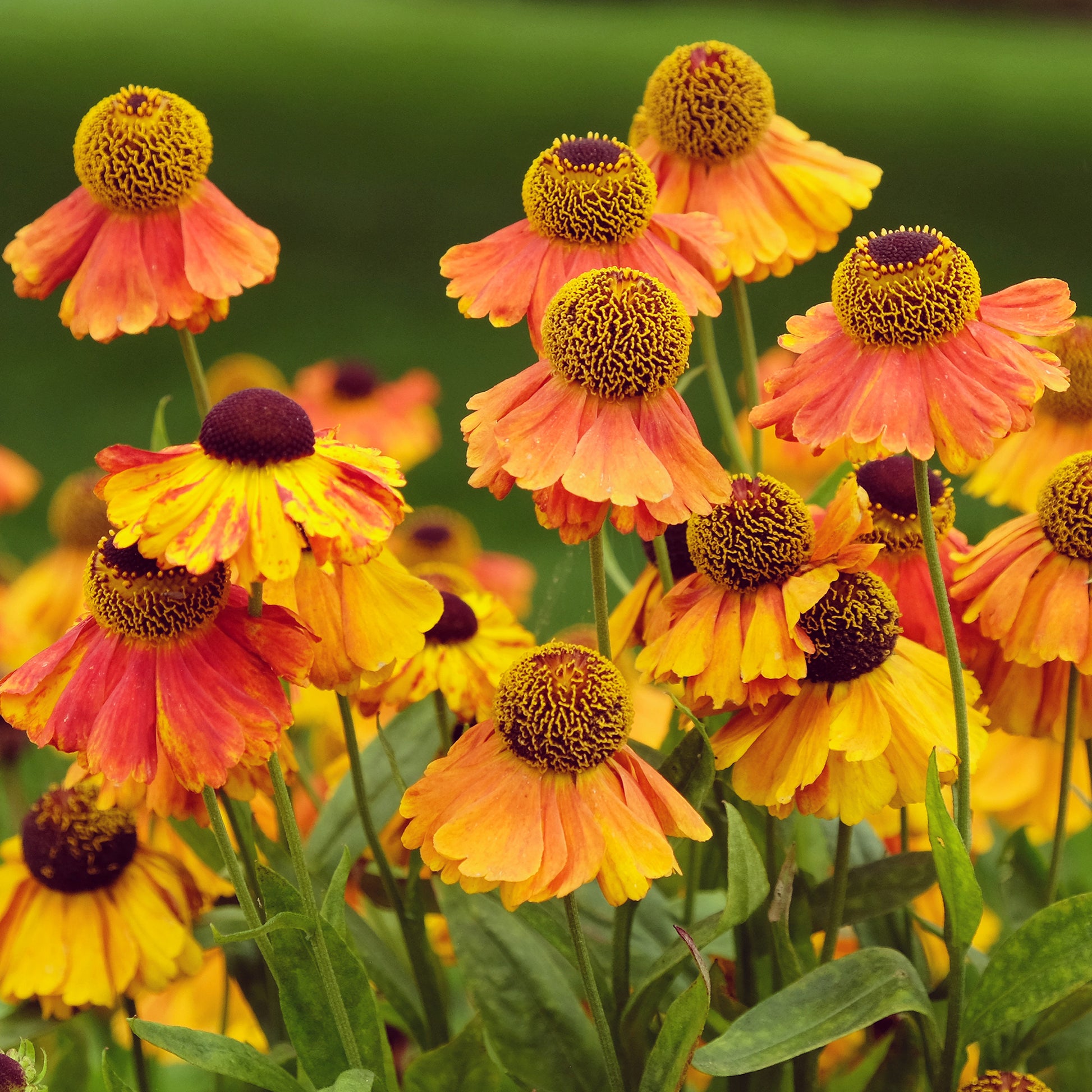 Helenium Sahin's Early Flowered - Zonnekruid Sahins Early Flowerer - Helenium
