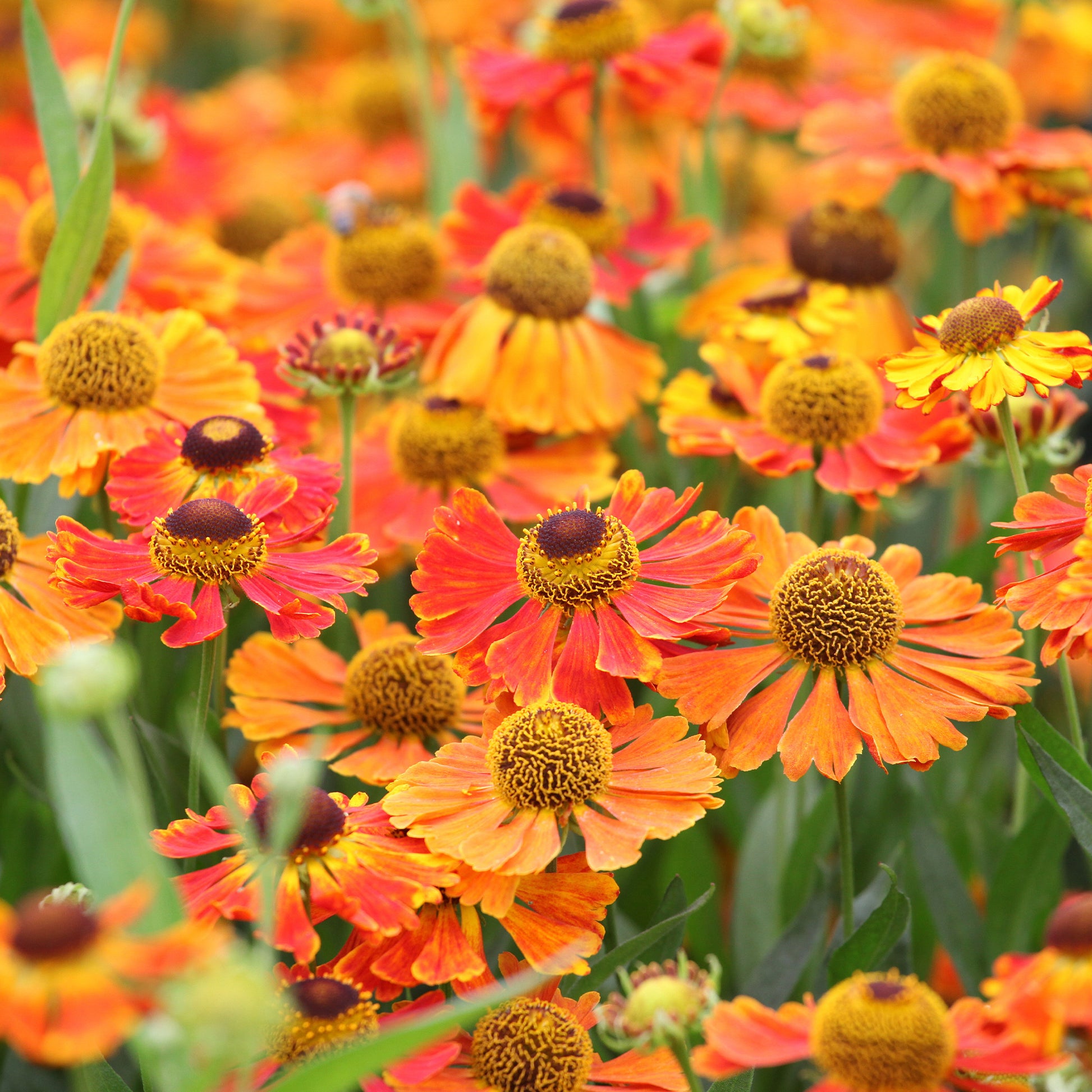 Helenium 'Waltraut' / Zonnekruid - Helenium waltraut - Bakker