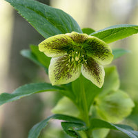 Helleborus - Kerstroos - Kerstroos green spotted - Helleborus orientalis Green Spotted