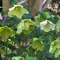 Kerstroos green spotted - Helleborus orientalis Green Spotted - Bakker