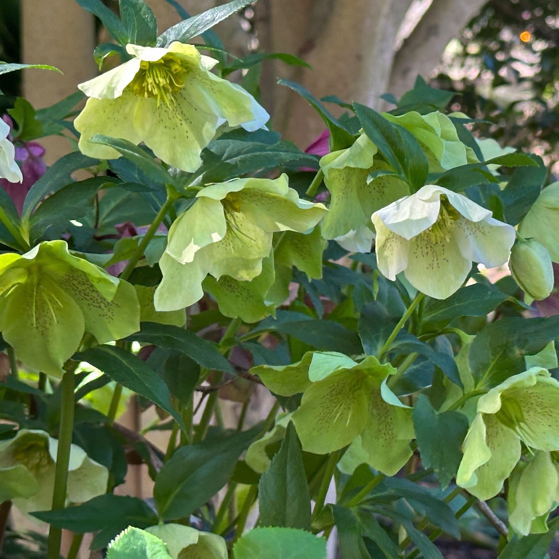 Kerstroos green spotted - Helleborus orientalis Green Spotted - Bakker